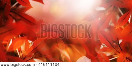 Orange-red Tree Background The Colors Of The Fall Nature View Of Red Leaves On A Blurred Red Backgro