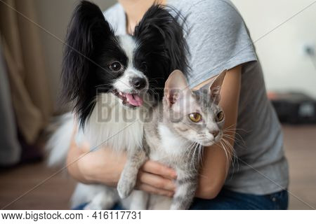 A Woman Holds In Her Hands A Brush Sphinx Cat And A Papillon Dog