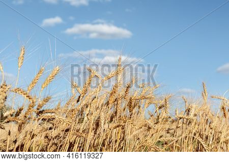 Scenic Landscape Of Ripe Golden Organic Wheat Stalk Field Against Blue Sky On Bright Sunny Summer Da