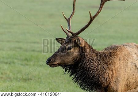 Damp Bull Elk Profile In Oconaluftee Valley In Great Smoky Mountains National Park