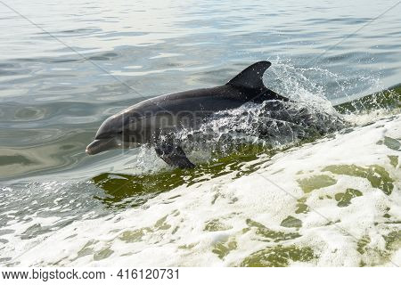 Dolphin Giving The Sideeye As It Jumps Out Of Water