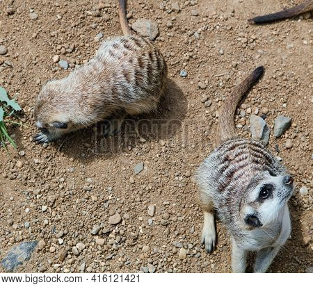 Meerkats Life In The Zoo. Mongoose. Suricat Suricatta In Zoo. Cute Animal.