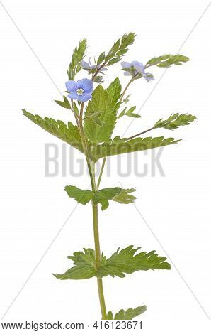 Veronica Chamaedrys Flower Isolated On White Background