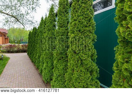 Row Of Tall Evergreen Thuja Occidentalis Trees Green Hedge Fence Along Path At Countryside Cottage B