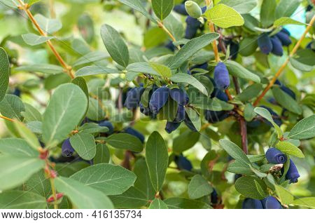 Haskap Berries Growing In A Garden. Natural Healthy Eating Idea.