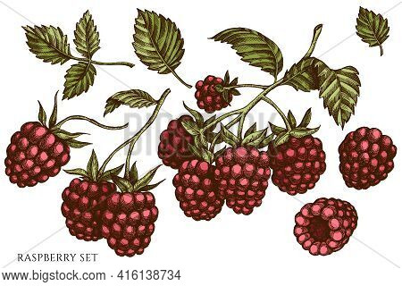 Vector Set Of Hand Drawn Colored Raspberry Stock Illustration