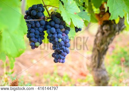 Green Vineyards Located On Hills Of  Jura French Region, Red Pinot Noir, Poulsard Or Trousseau Grape
