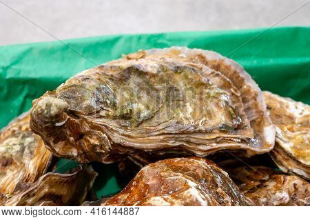 Eating Of Fresh Big Raw Fine De Claires Vertes Green French Oysters From Marennes-oleron