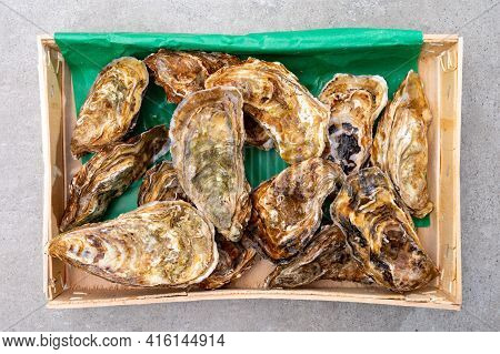 Eating Of Fresh Big Raw Fine De Claires Vertes Green French Oysters From Marennes-oleron