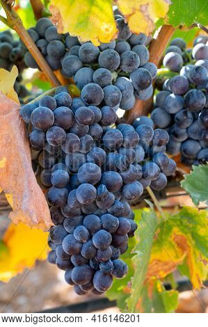 Ripe Black Or Blue Wine Grapes Using For Making Rose Or Red Wine Ready To Harvest On Vineyards In Co