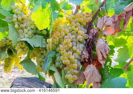 Ripe White Wine Grapes Using For Making Rose Or White Wine Ready To Harvest On Vineyards In Cotes  D