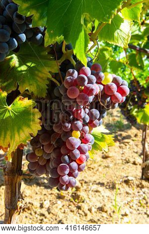 Ripe Black Or Blue Carignan Wine Grapes Using For Making Rose Or Red Wine Ready To Harvest On Vineya