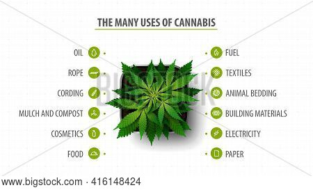Many Uses Of Cannabis, Banner With Infographic Of Uses Of Cannabis And Greenbush Of Cannabis Plant,