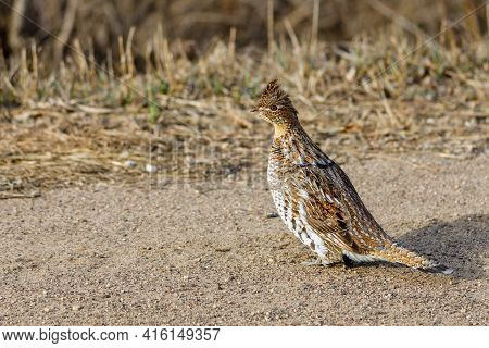 Ruffed Grouse (bonasa Umbellus) On A Gravel Road During Early Spring. Selective Focus, Background Bl