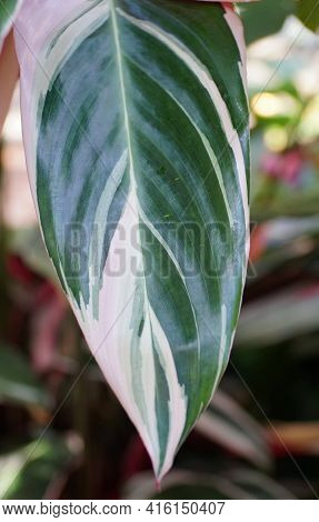 The White And Green Leaf Of Stromanthe Sanguinea Triostar, A Tropical Plant