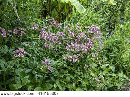 Purple Astrantia Major Flower Boom In The Garden