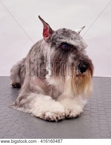 Schnauzer Lies On A Table In Front Of A White Background After Grooming.