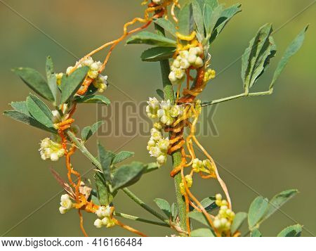 The Greater Dodder Or European Dodder, Parasitic Plant On Alfalfa. Cuscuta Europaea