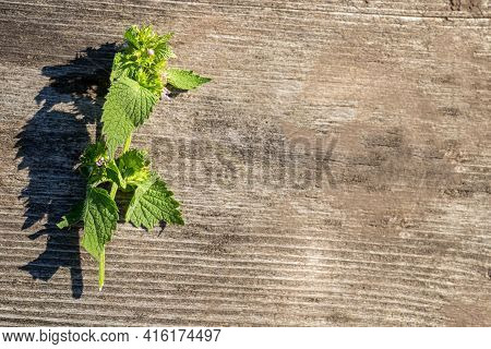 Ballota , Black Horehound Fresh Flowers Collected In Meadow For Ready-made Elexir Or Medicinal Drink