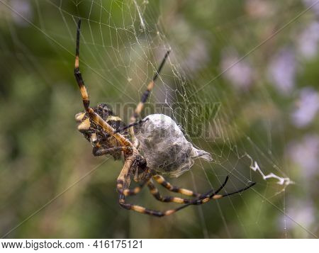 Macro Photography Of A Silver Argiope Spider With A Prey Wrapped In Its Silk, Captured In A Garden N