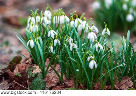 Snowdrops Early Flowering In Spring Forest - Galanthus Nivalis In Nature