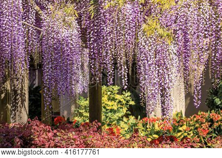 Wisteria Hanging Off Trellis Outside Santa Clara Mission. Santa Clara, California, Usa.