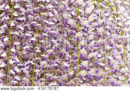 Wisteria In Bloom. Mission Santa Clara, California, Usa.