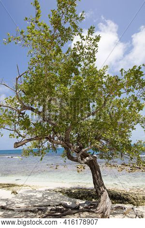 Morrocoy National Park, Paradise Islands With Coconut Trees, White Sand Beaches, Turquoise Ocean And