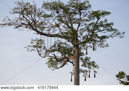 Half A Dozen Nests Hanging On Tall Tropical Tree With Clear Blue Sky In The Cienagas De Juan Manuel 