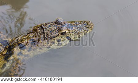 Close Up Of A Caiman (caimaninae Or Crocodile) Staying In Still Water At Serere Reserve Madidi, Boli