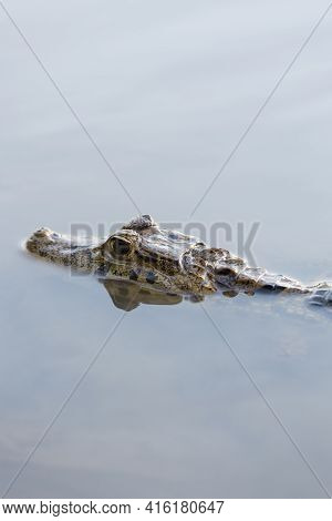 Close Up Of A Caiman (caimaninae Or Crocodile) Staying In Still Water At Madidi National Park, Boliv