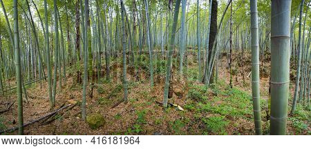 Panoramique View Of A Bamboo Forest In Hangzhou, China