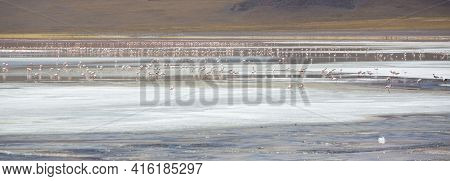 Panorama Of Group Of Pink Flamingos Standing And Eating On The Laguna Colorada Close To The Eduardo 
