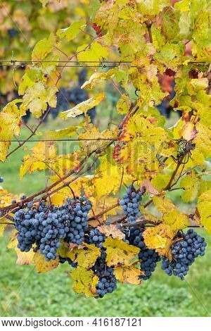 Blue grapes Cabernet Moravia in autumn vineyard, Southern Moravia, Czech Republic