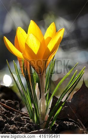 One Yellow Crocus Flavus Flower Growing At Sunset Outdoors