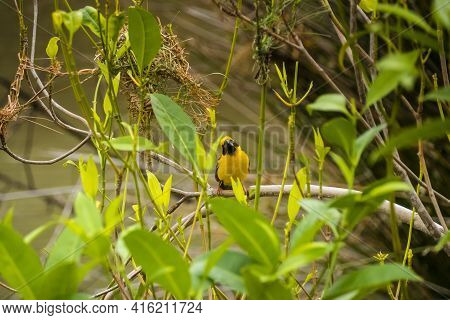 Asian Golden Weaver Perching On Grass Stem In Paddy Field. Ploceus Hypoxanthus Bird In Tropical Fore