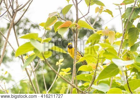 Asian Golden Weaver Perching On Grass Stem In Paddy Field. Ploceus Hypoxanthus Bird In Tropical Fore