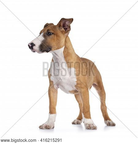 Handsome Brown With White Bull Terrier Dog, Standing Facing Front. Looking Side Ways Showing Profile