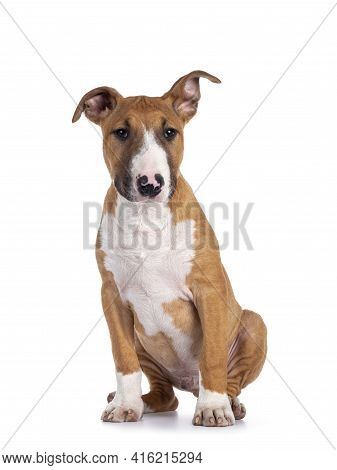 Handsome Brown With White Bull Terrier Dog, Siting Down Facing Front. Looking Beside Camera. Isolate