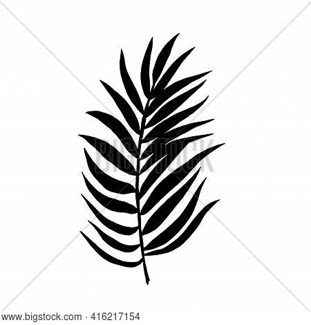 Tropical Leaf Silhouettes Isolated On White Background. Chamaedorea. Vector Illustration.