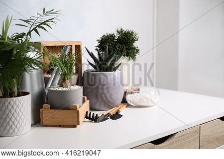 Different House Plants In Pots With Gardening Tools On White Table. Space For Text