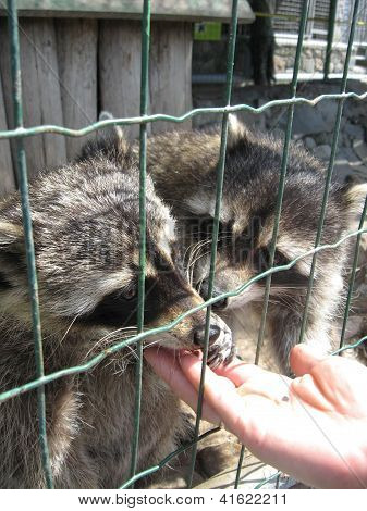 raccoons with asking paw behind a bar
