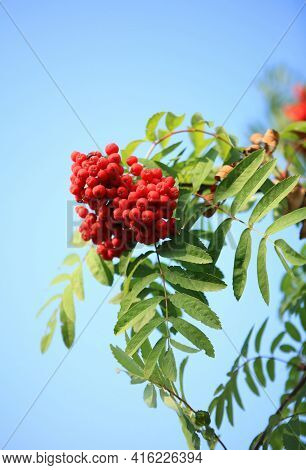 Ashberry With Leafs On Sky Background At Dry Sunny Summer Day