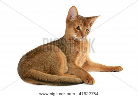 Abessinier Katze