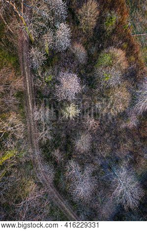 aerial view of a trail passing through a deciduous forest in early spring