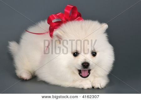 Pomeranian hvalp