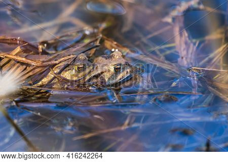 Toad - Bufo Bufo Mating On The Surface Of A Pond. There Is A Mosquito On The Toad's Head. There Are 