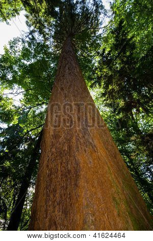 Natural Monument giant tree