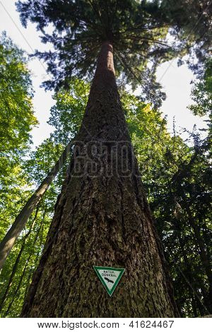 Natural Monument giant tree