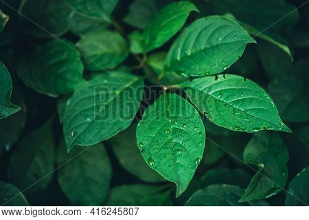 Vivid Minimalist Nature Background With Dew Drops On Green Leaves Close Up. Beautiful Green Minimal 